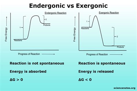 Examples Of Endergonic And Exergonic Reaction