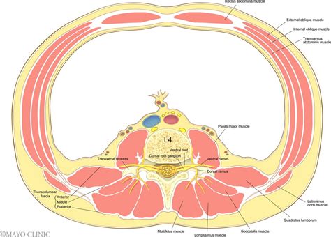 Lumbar Erector Spinae Plane Block