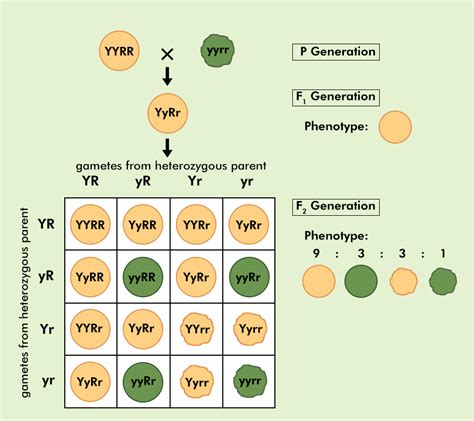 Dihybrid Cross: Phenotypic Ratio, Definition, Diagram and Overview