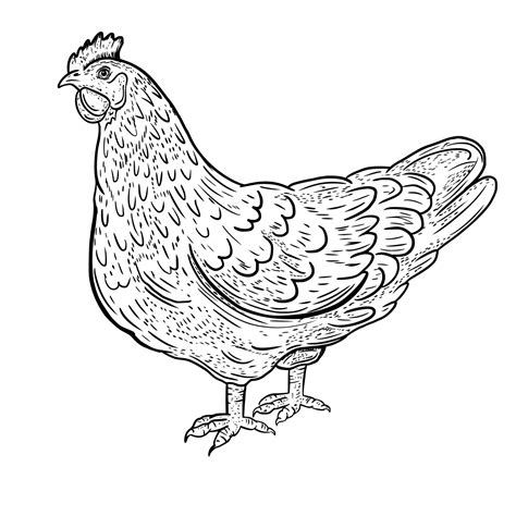 Vector drawing, sketch chicken. The bird is domestic. 17781456 Vector ...