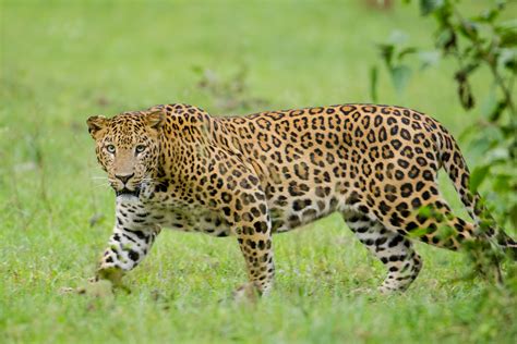 File:Nagarhole Kabini Karnataka India, Leopard September 2013.jpg ...