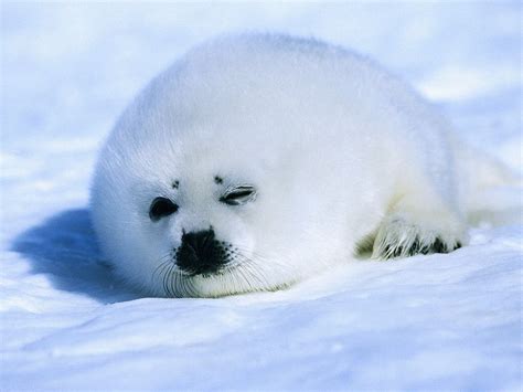 Baby Harp Seal | Free HD Wallpapers