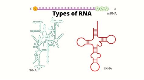 Types of RNA: Structure and Functions • Microbe Online