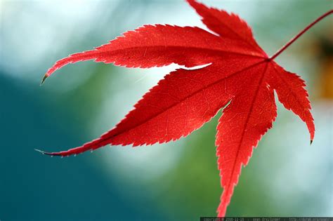 photo: japanese maple leaf, turned red MG 5590 - by seandreilinger