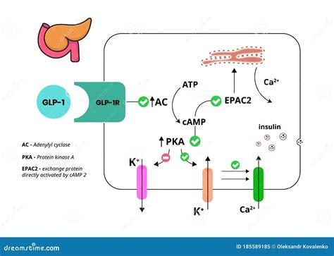 Mechanism Of Action Of Glp 1 Receptor Agonist