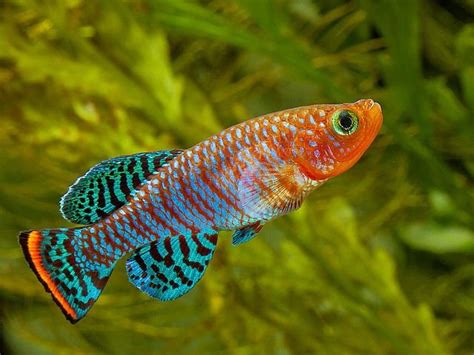 16 Types Of Killifish Available In The Aquarium Hobby