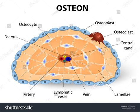 Compact Bone Cell Diagram