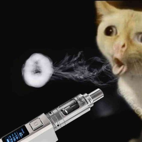 Cat vaping : r/memes