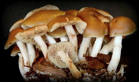 iNaturalist.org · Psilocybe ovoideocystidiata