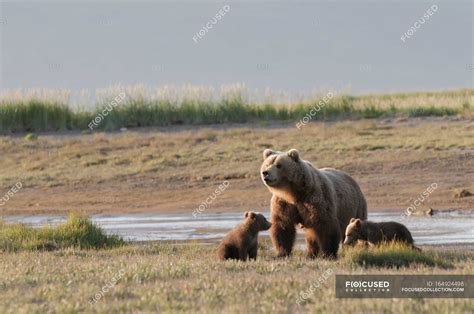 Grizzly Bear With Cubs — fauna, live - Stock Photo | #164924498