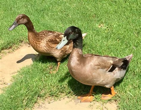 Top Domestic Duck Breeds You Should Know | Pets Nurturing