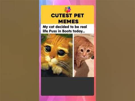 Cutest Pet Memes - YouTube