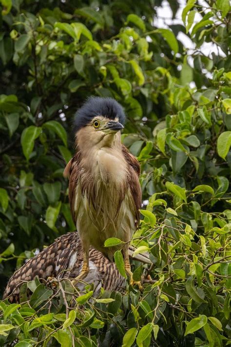 Nankeen Night Heron in Queensland Australia Stock Photo - Image of ...