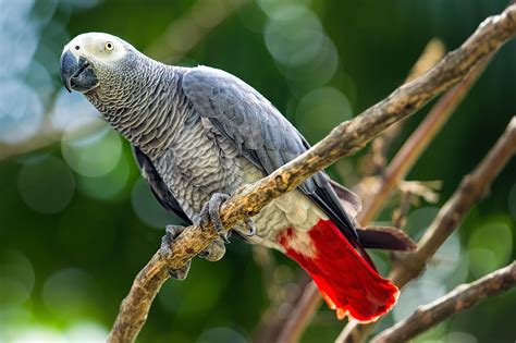 Images of Parrot - JapaneseClass.jp