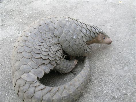 Chinese pangolin - Pangolin Specialist Group