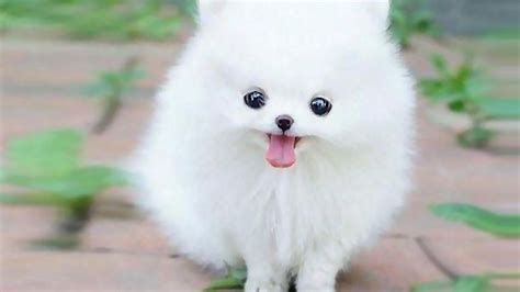 Teacup Pomeranian Pomeranian Puppy Teacup, Pomsky Puppies, Cute Puppies ...