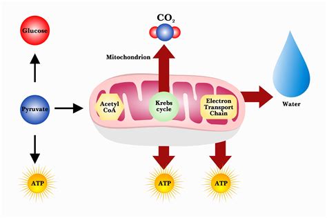 What is the symbol equation for aerobic respiration? | Biology ...