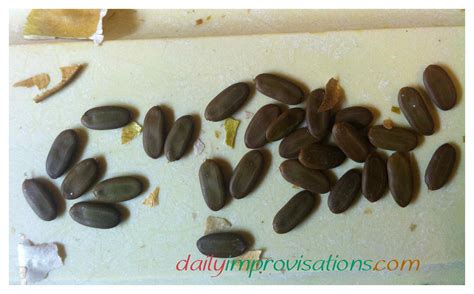 Experiments in How to Sprout Mimosa Tree Seeds (Albizia julibrissin ...