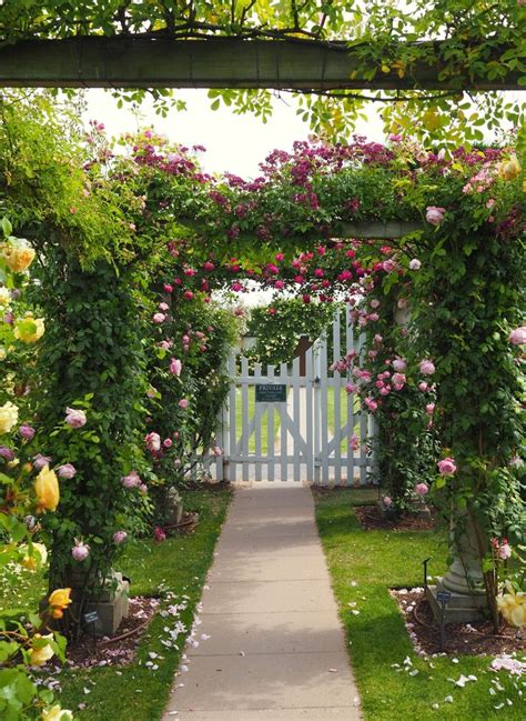 Most current Pics rose garden fence Suggestions in 2021 | David austin ...