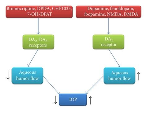 Effects of dopamine (DA) receptors on aqueous humor flow. DMDA ...