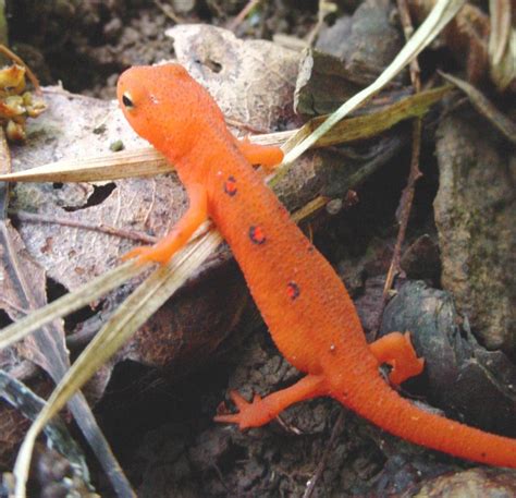 juvenile eastern newt Colorful Animals, Cute Animals, Olive Skin Color ...