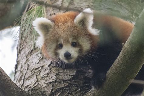 Adorable new pictures of red panda cubs at Paignton Zoo | ITV News West ...