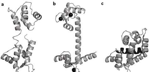 Different conformations of calmodulin: (a) apo structure, (b) holo ...