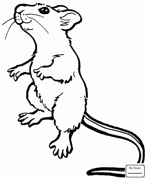 Rat Outline Drawing at GetDrawings | Free download