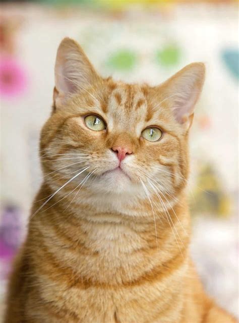 8 Fun Facts About Ginger Tabby Cats - Cole & Marmalade