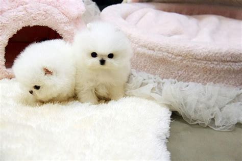 White Teacup Pomeranian Breeders Near Me - Pets Lovers