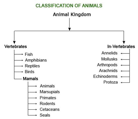 aedan janelle: Classification of animals