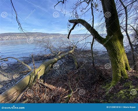 Lake Zurich Zuerichsee Oder Zürichsee and a Coastal Landscape with ...