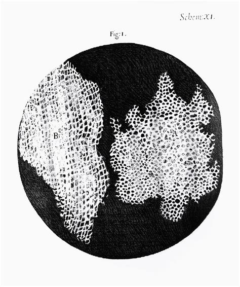 Drawing Of Cork Under Microscope By Robert Hooke Photograph by Dr ...