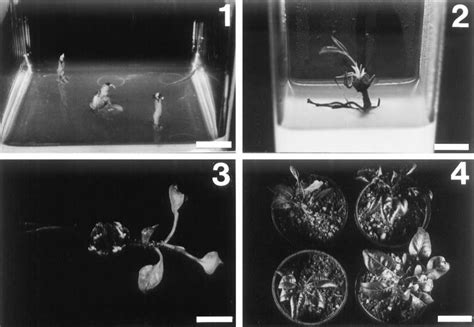 Micrografting of Pistachio, Pistachio vera L. var. Siirt. (1) Shoot ...