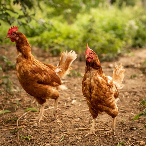 8 of the Best Egg-Laying Chickens for Backyard Farmers - Garden and Happy