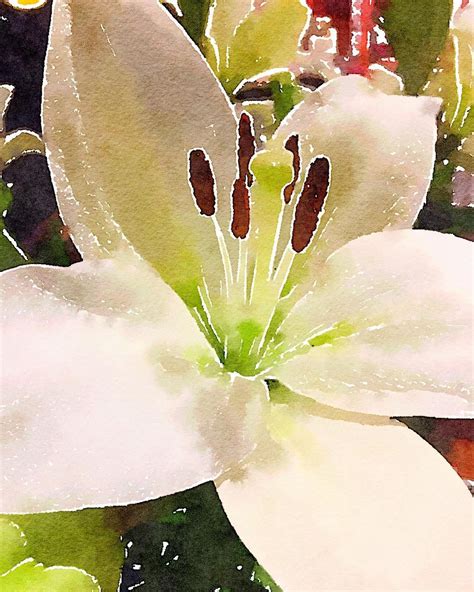 Watercolor Lily#Flowers #Lily #Watercolor #Painting #Nature #Garden # ...