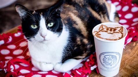 Hello Kitties! Cat Cafés Offer Fuzzy Feline Fun for Families | ParentMap