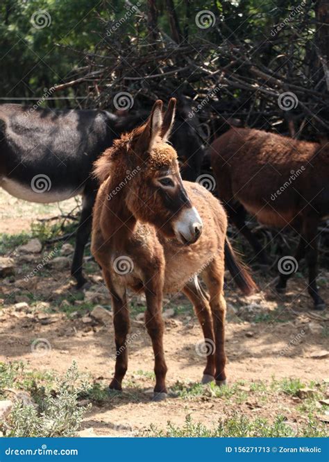 Brown baby donkey in field stock image. Image of brown - 156271713