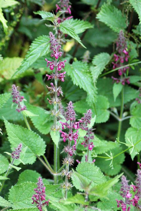 Hedge Woundwort - Stachys sylvatica | Wild flowers uk, British wild ...