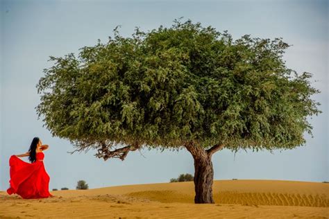 Photos: Timeless shades of ghaf, UAE’s national tree | Lifestyle-photos ...