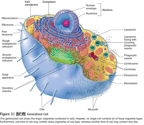 Cell Structure