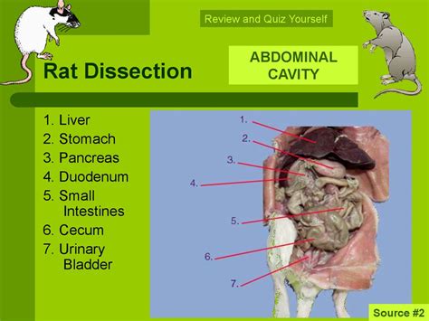 Rat Anatomy And Functions