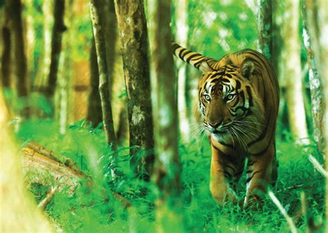 Sumatran Tiger – Tambling Wildlife Nature Conservation