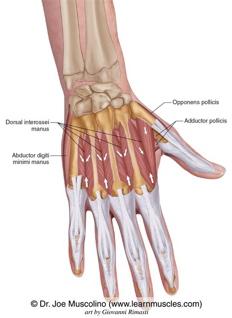 Dorsum Anatomy