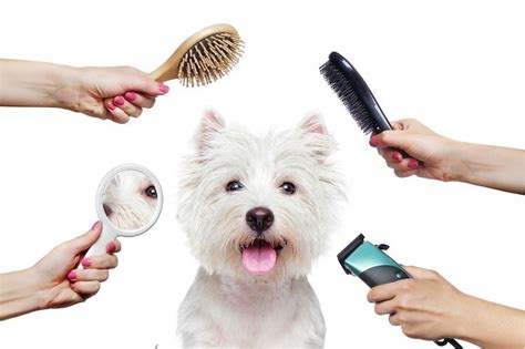 The Importance of Regular Grooming for Your Dog's Health – Puppy Island ...