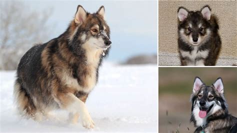 Utonagan Dog: Care, Personality, Cost, and More