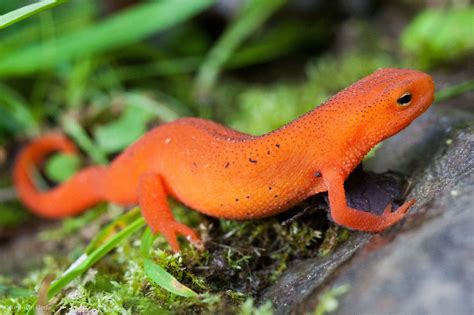 Real Monstrosities: Eastern Newt