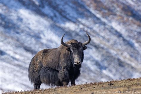 Chungba Sherpa captures photos of rare wild yaks in Lapcha-La, Humla ...