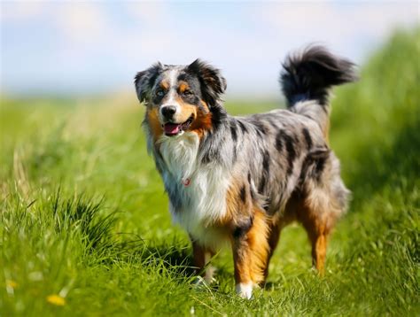 Podenco Andaluz vs Australian Collie - Breed Comparison