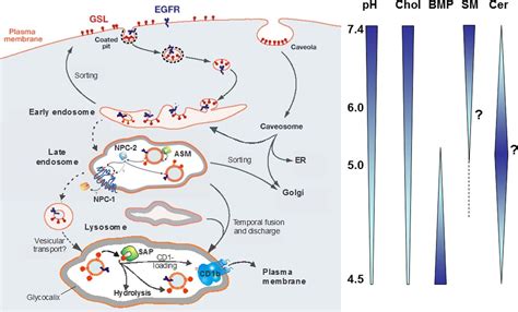 Gangliosides and Gangliosidoses: Principles of Molecular and Metabolic ...